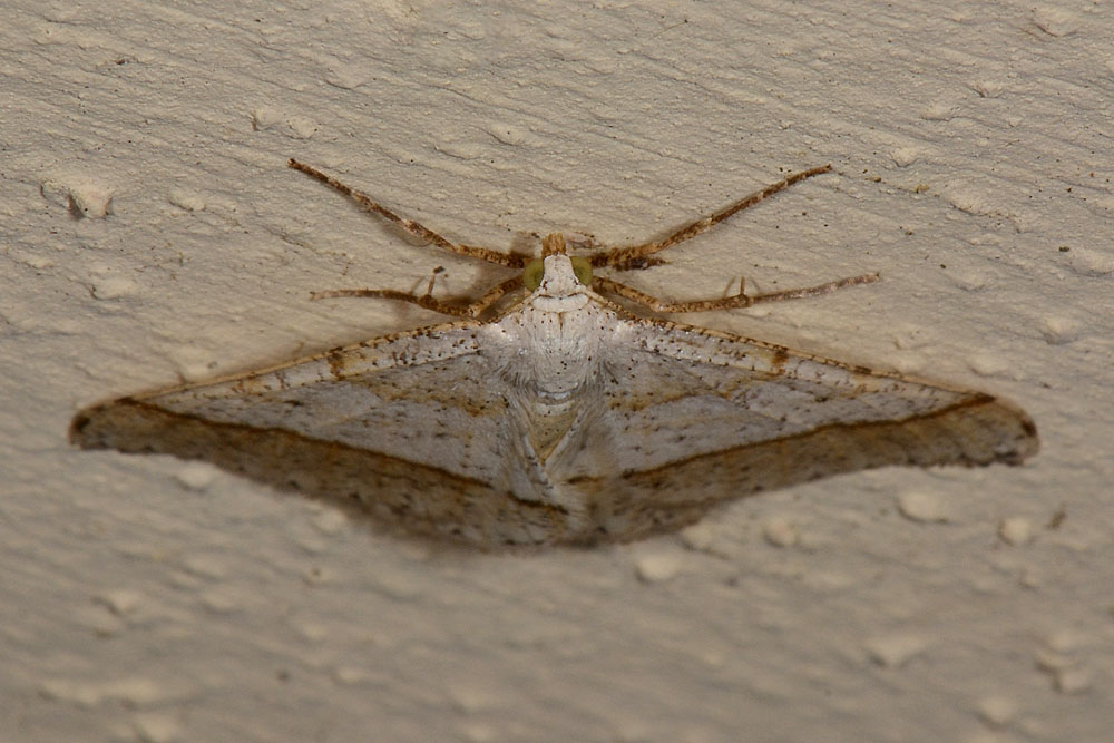 Geometridae - Itame sparsaria